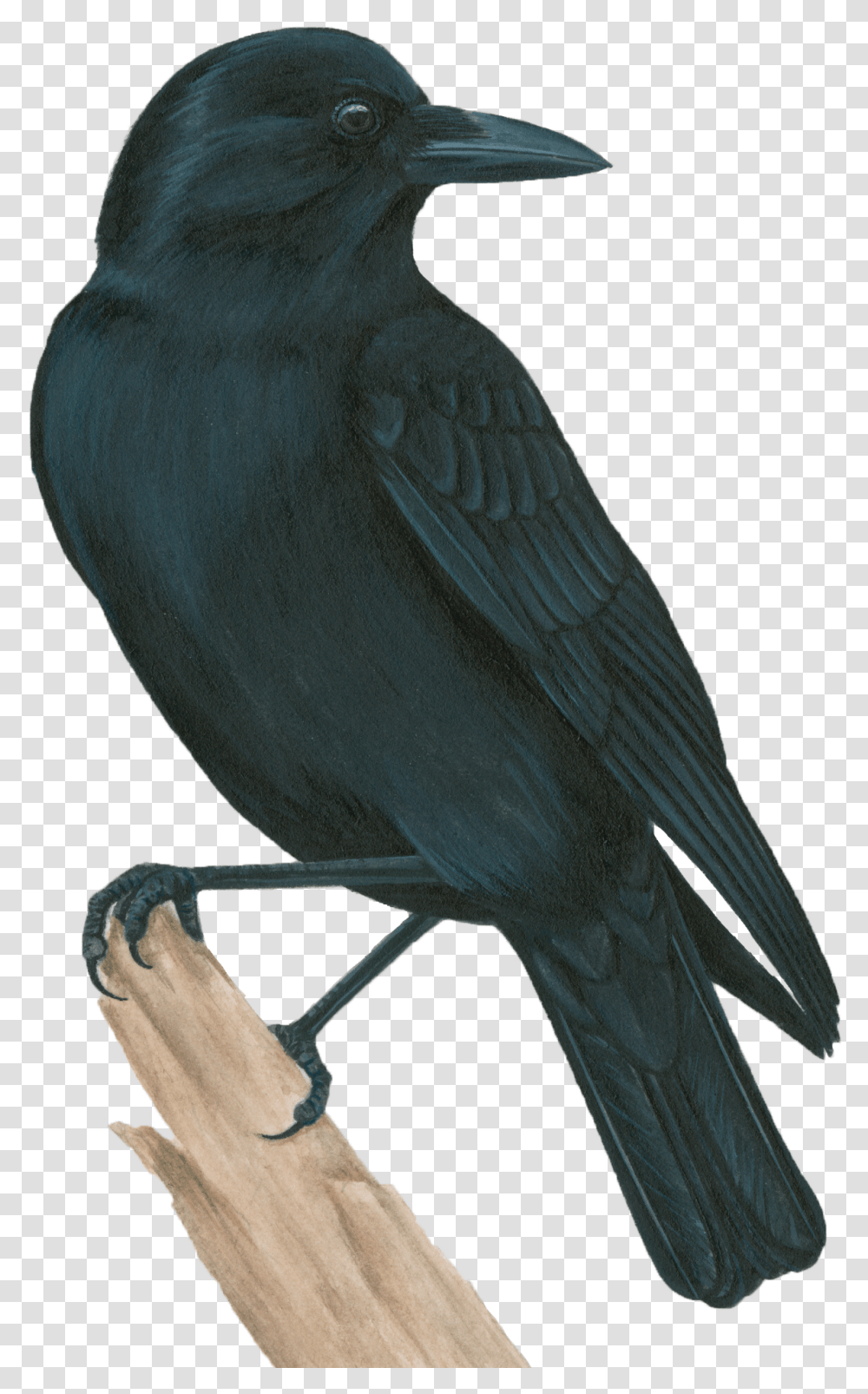 American Crow, Bird, Animal, Jay, Blackbird Transparent Png