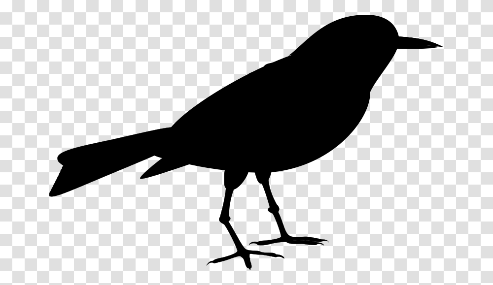 American Crow Clip Art Fauna Silhouette Common Raven Old World Flycatcher, Gray, World Of Warcraft Transparent Png