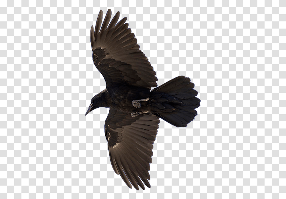 American Crow Common Raven Bird Flight, Animal, Vulture, Eagle, Buzzard Transparent Png