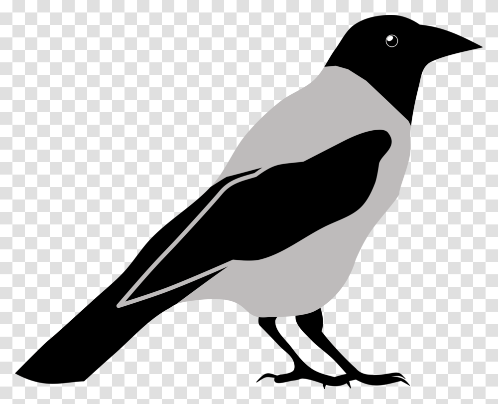 American Crow Common Raven Download Computer, Bird, Animal, Silhouette, Beak Transparent Png