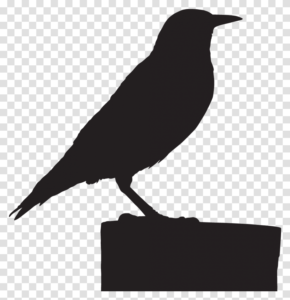 American Crow Download American Crow, Animal, Bird, Blackbird, Agelaius Transparent Png
