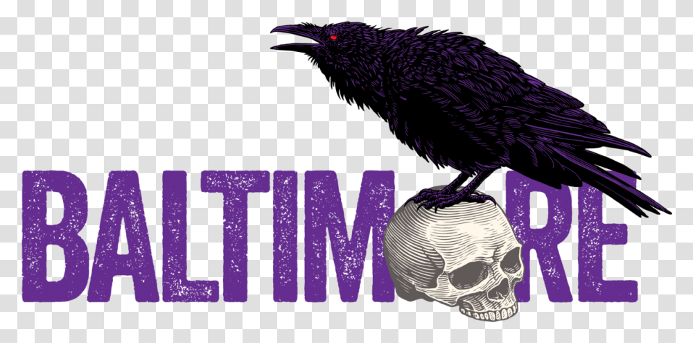 American Crow Download Sublime Fm, Bird, Animal, Beak, Blackbird Transparent Png