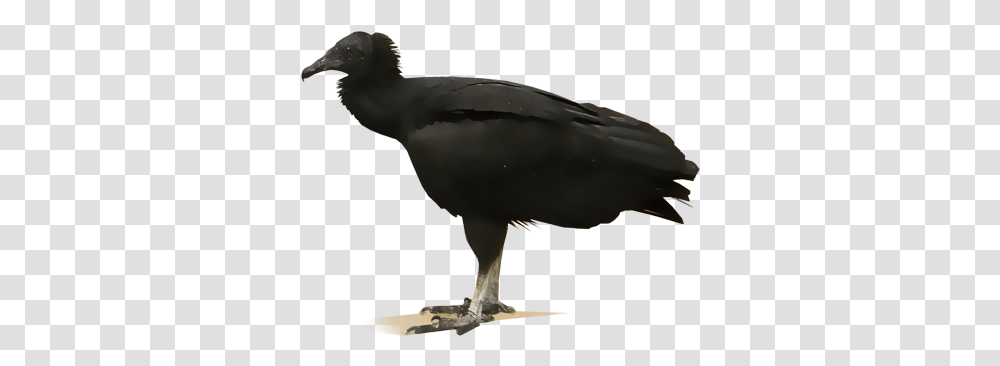 American Crow Image Black Vulture No Background, Bird, Animal, Condor, Dodo Transparent Png