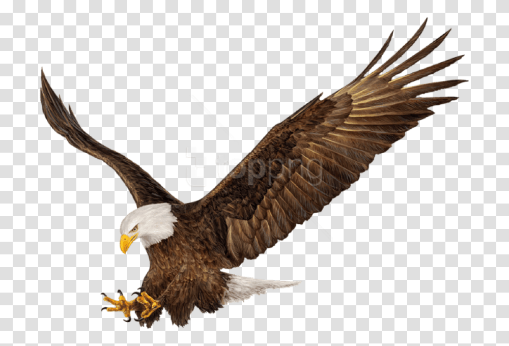 American Eagle, Bird, Animal, Bald Eagle, Flying Transparent Png