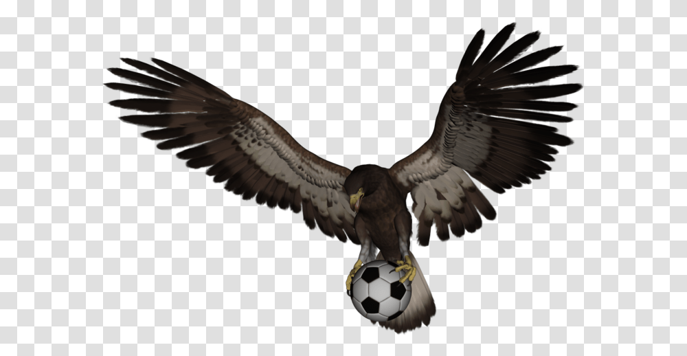 American Eagle Flying, Bird, Animal, Hawk, Vulture Transparent Png