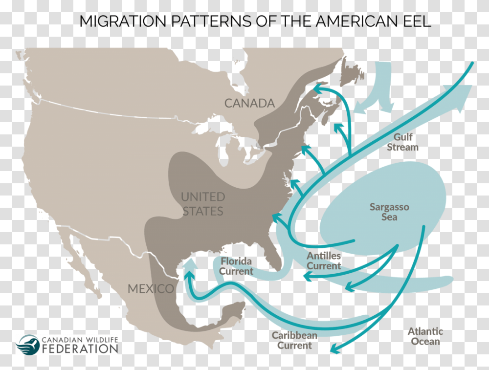 American Eel Migration Map Cwf American Eel Migration Map, Poster, Nature, Plot, Outdoors Transparent Png