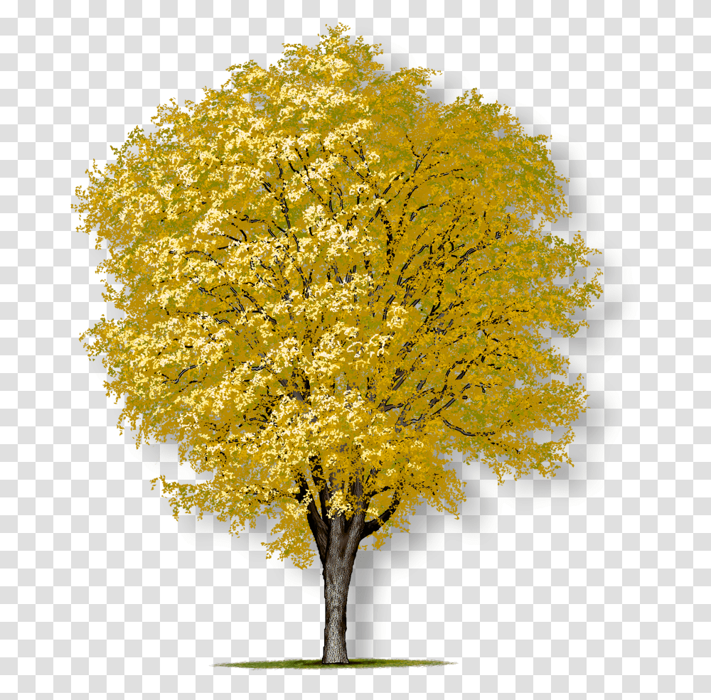 American Elm Tree, Plant, Maple, Flower, Blossom Transparent Png
