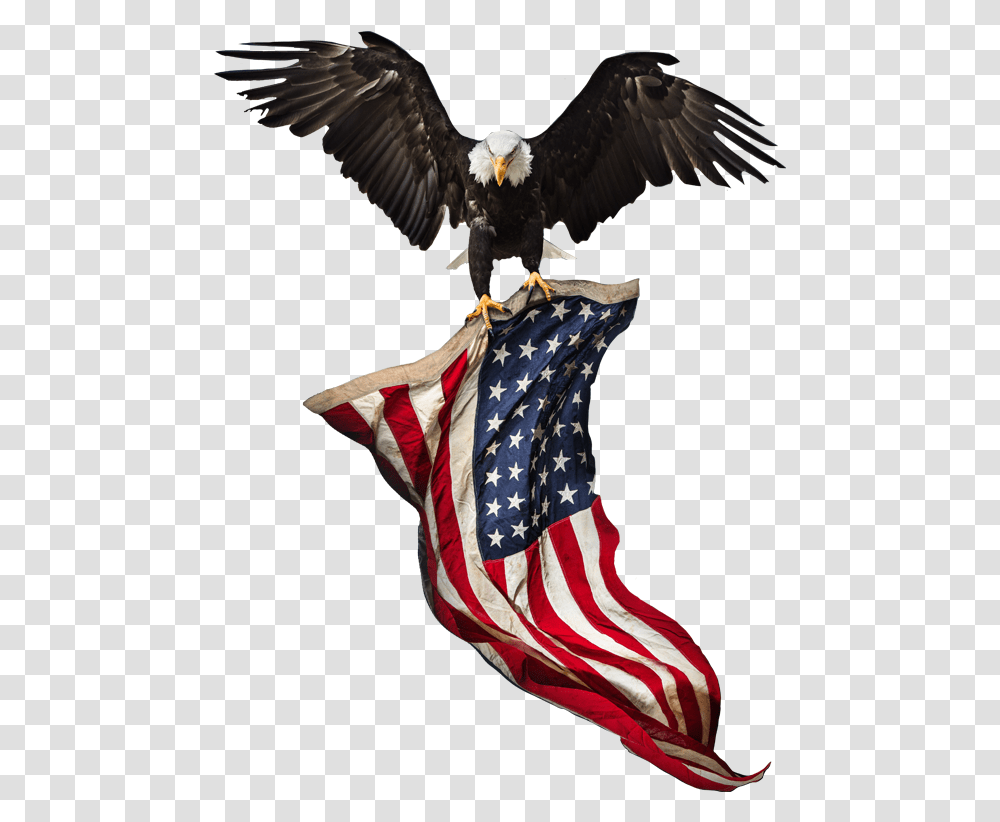 American Flag Eagle Background, Bird, Animal, Bald Eagle Transparent Png