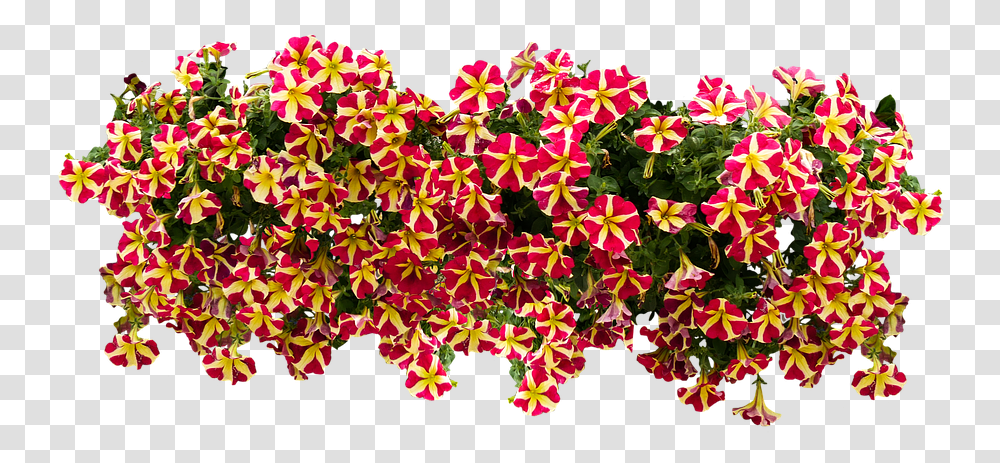 American Flowers Image Download Petunia, Leaf, Plant, Paper, Blossom Transparent Png