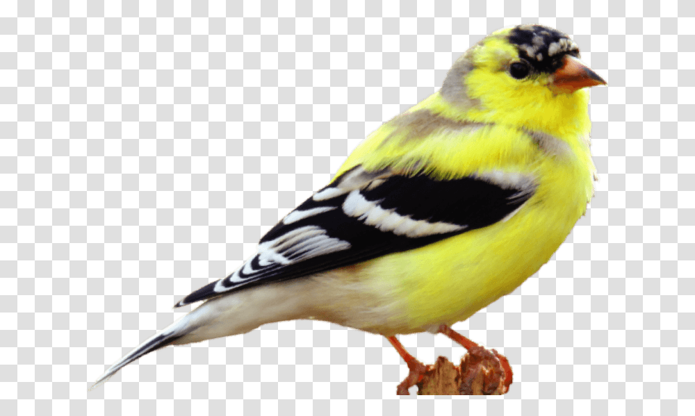 American Goldfinch, Bird, Animal, Canary, Beak Transparent Png