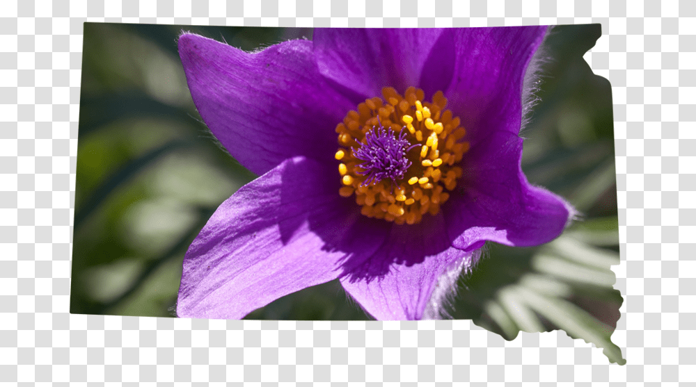 American Grown - Mellano & Company Eastern Pasqueflower, Pollen, Plant, Petal, Peony Transparent Png