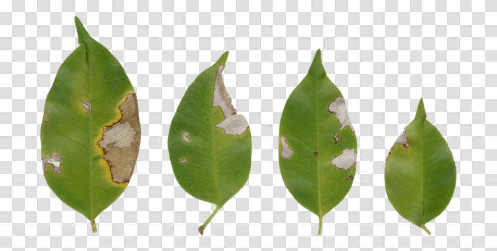 American Holly Bud, Leaf, Plant, Pineapple, Fruit Transparent Png