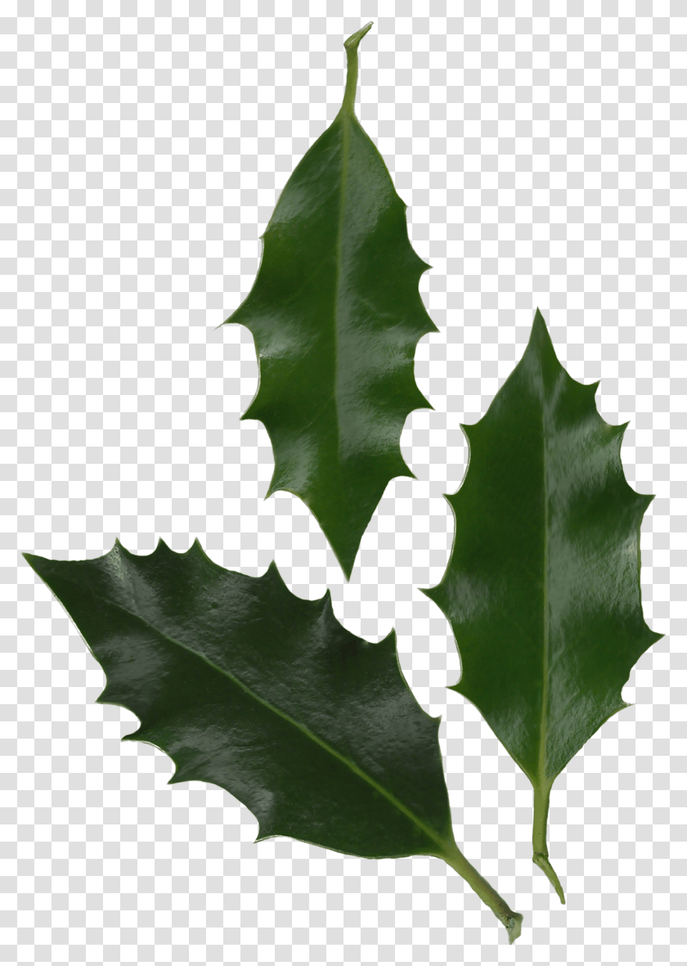 American Holly Holly Ilex Aquifolium Leaf, Plant, Painting, Aloe, Tree Transparent Png