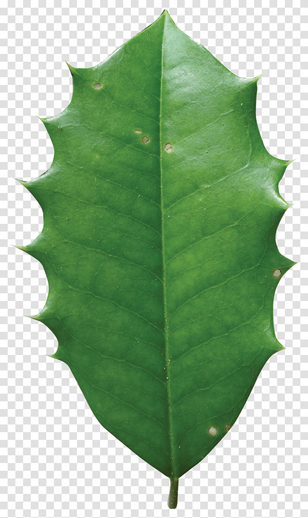 American Holly Leaf American Holly Tree Leaf Transparent Png