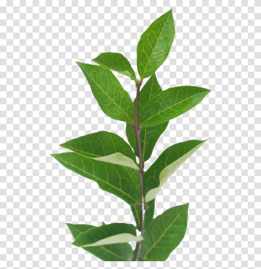 American Holly, Leaf, Plant, Tree, Annonaceae Transparent Png