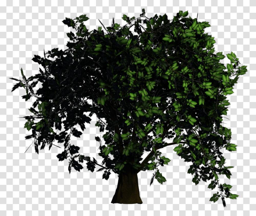 American Holly, Plant, Tree, Vase, Jar Transparent Png