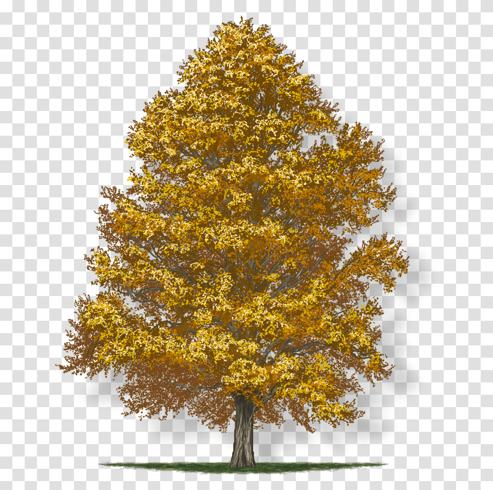 American Holly Tree, Plant, Maple, Tree Trunk, Fir Transparent Png