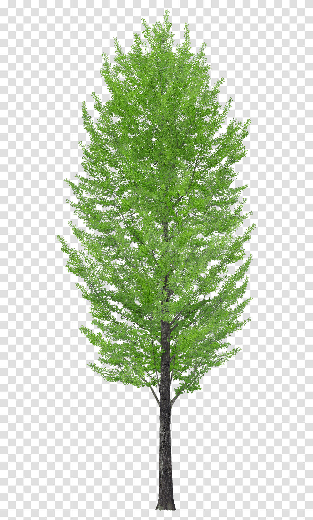 American Larch, Tree, Plant, Conifer, Fir Transparent Png