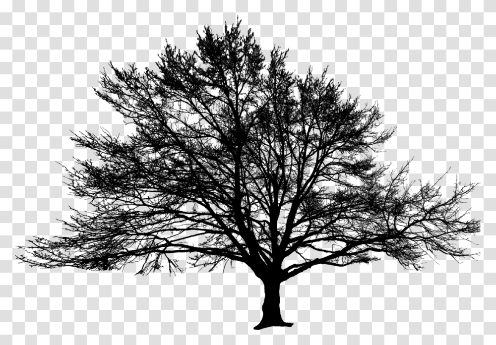 American Larchwhite Pineplant Oak, Gray, World Of Warcraft Transparent Png