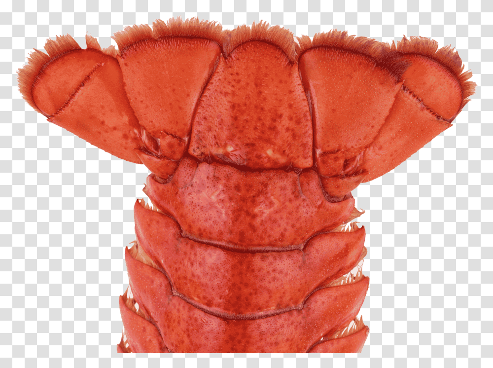 American Lobster, Fungus, Team Sport, Sports, Food Transparent Png