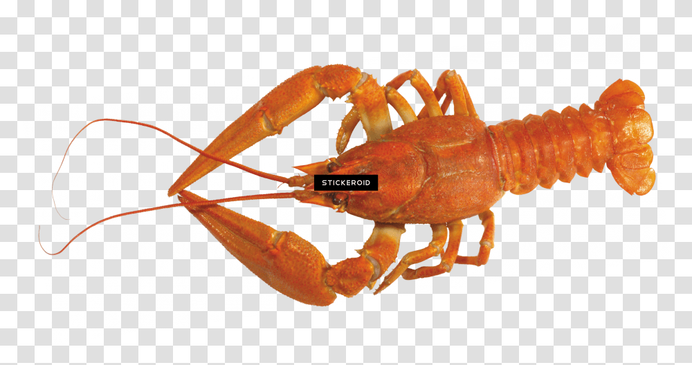 American Lobster Lagosta Transparent Png
