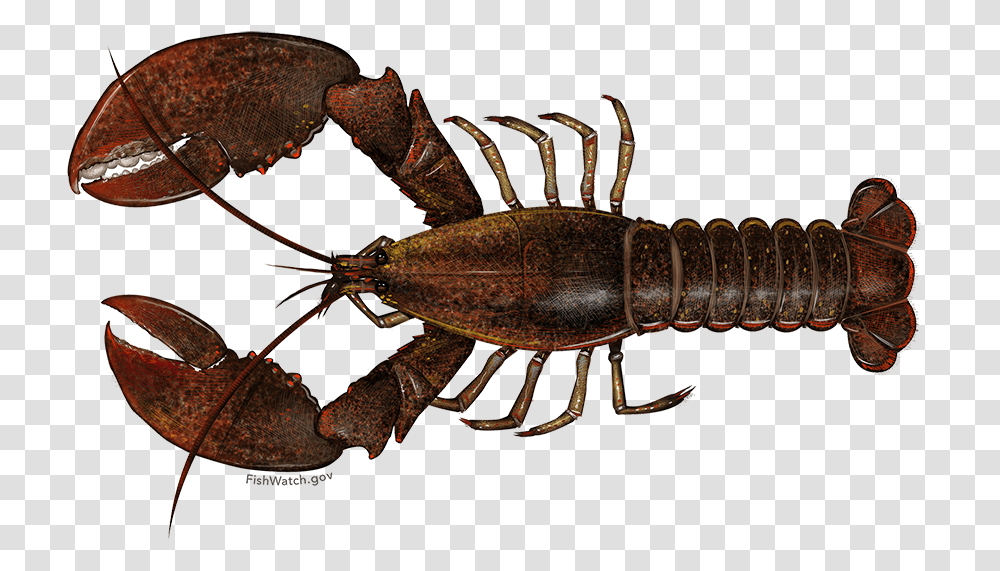 American Lobster Scientific Name For A Lobster, Crawdad, Seafood, Sea Life, Animal Transparent Png