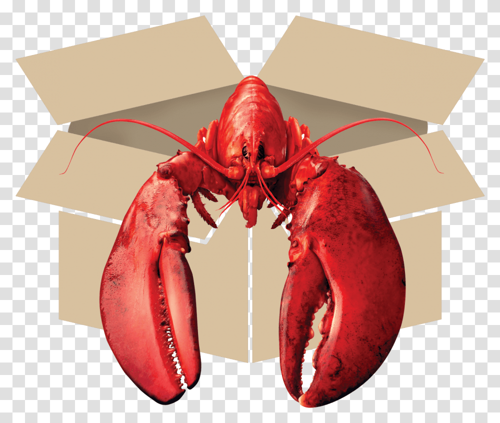 American Lobster, Seafood, Sea Life, Animal Transparent Png