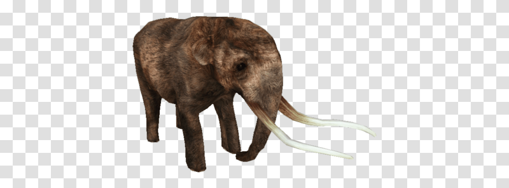 American Mastodon Indian Elephant, Animal, Wildlife, Mammal, Buffalo Transparent Png