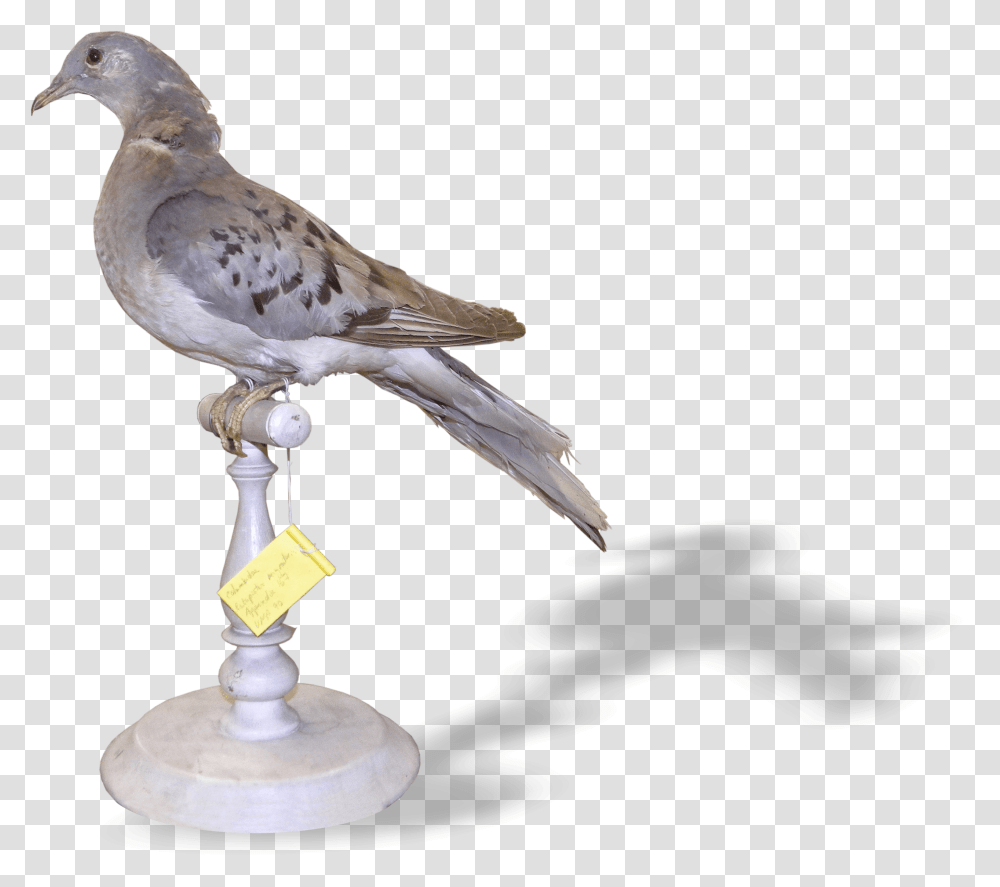 American Mourning Dove, Bird, Animal, Pigeon, Trophy Transparent Png