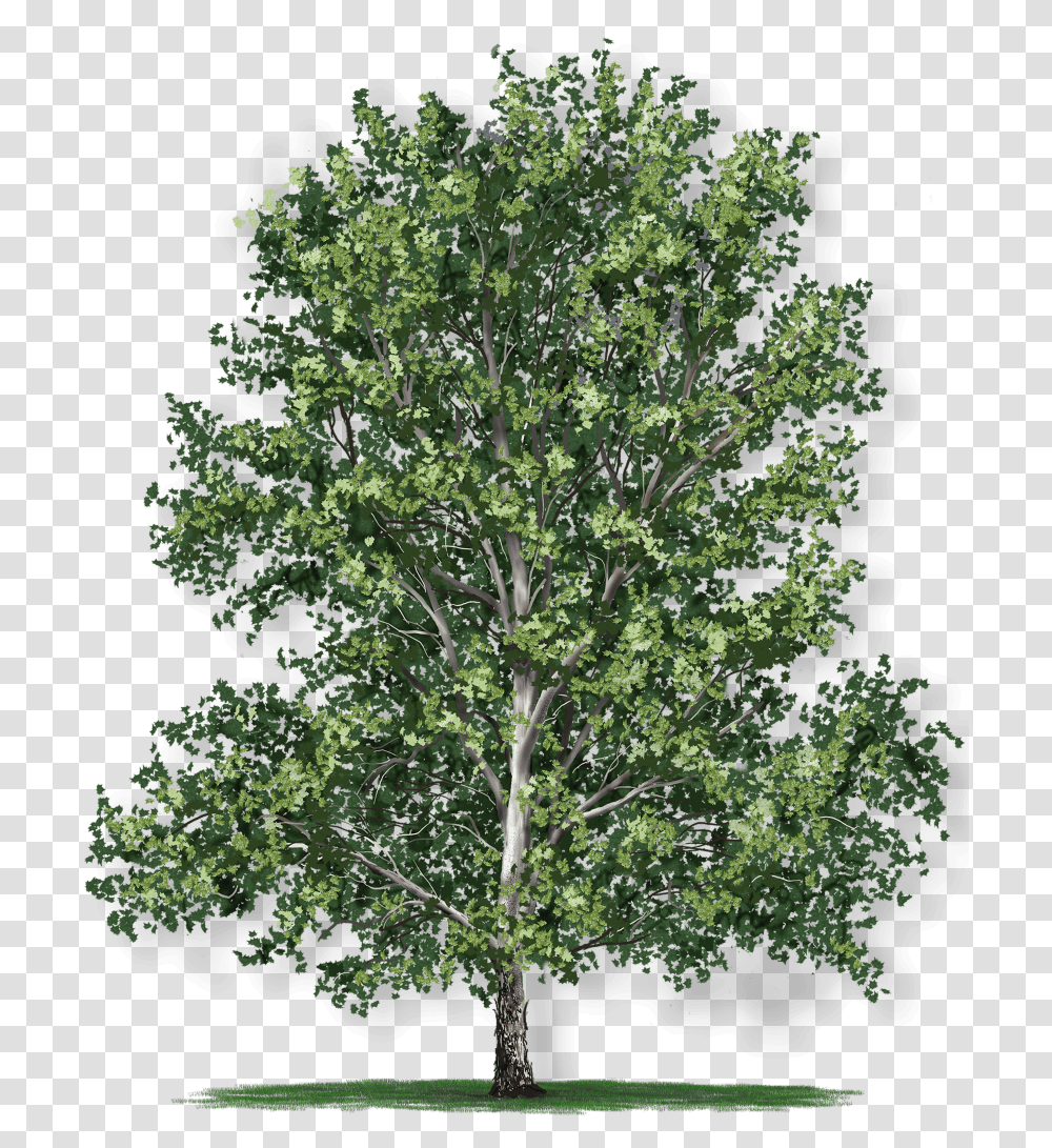 American Oak Tree Growth Rate, Plant, Sycamore, Maple Transparent Png