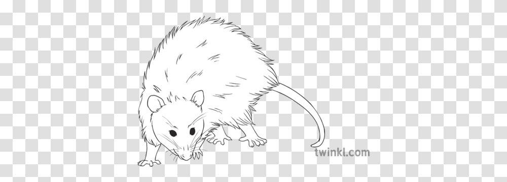American Opossum General Animal Marsupial Secondary Black Rat, Mammal, Kiwi Bird, Person, Human Transparent Png