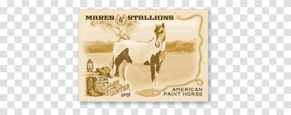American Paint Horse 2019 Topps Allen Amp Ginter Oversized Stallion, Mammal, Animal, Colt Horse Transparent Png