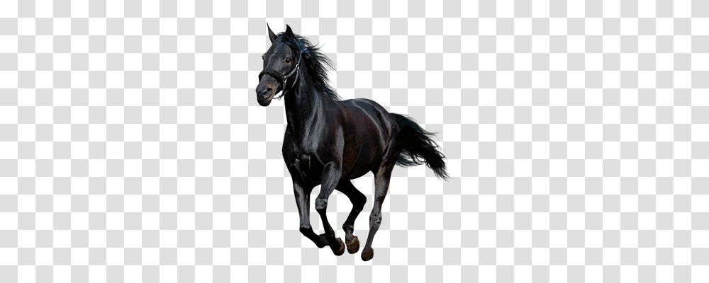 American Paint Horse Howrse Black Running Black Horse, Mammal, Animal, Andalusian Horse, Stallion Transparent Png