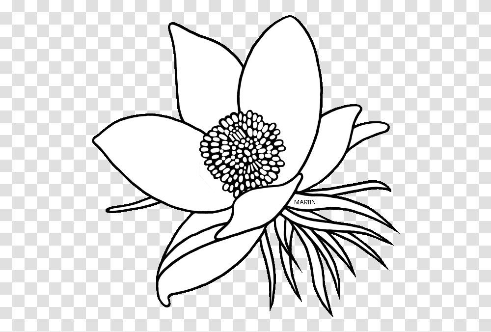 American Pasque Flower Drawing Clipart Floral Design Drawing South Dakota State Flower, Petal, Plant, Blossom, Daisy Transparent Png