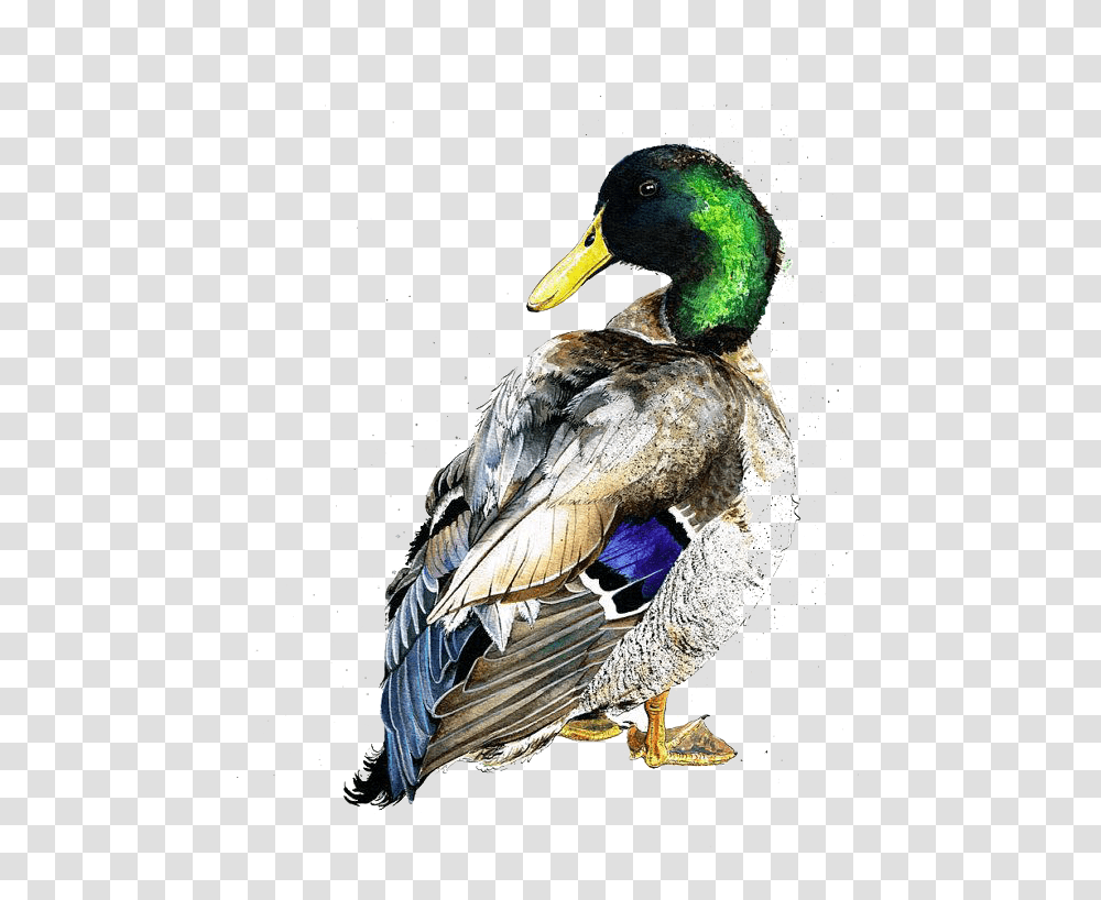 American Pekin Duck Mallard Bird Watercolor Painting Watercolor Duck, Animal, Waterfowl, Teal, Jay Transparent Png