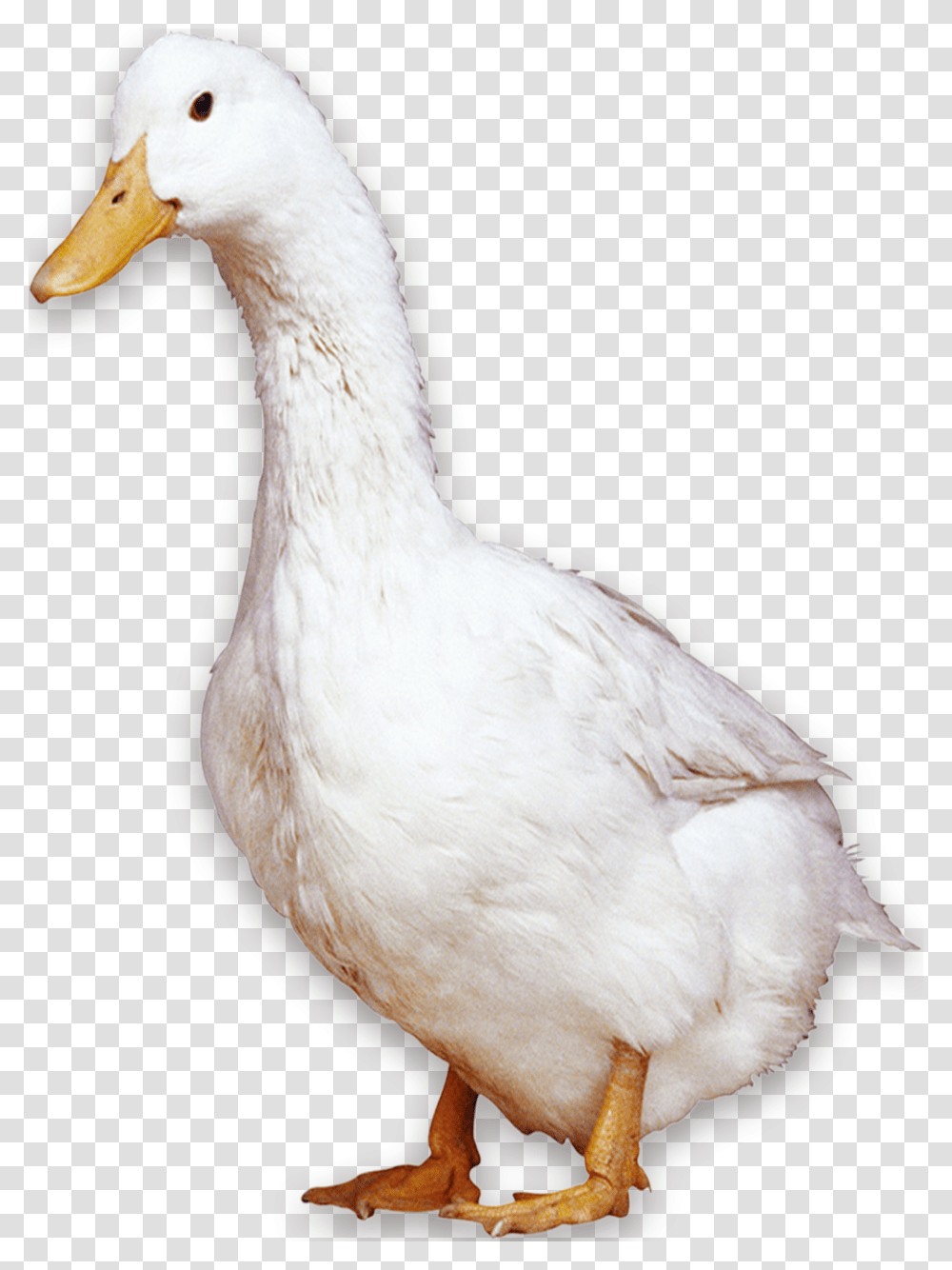 American Pekin Peking Duck Bird Domestic Goose, Animal, Beak Transparent Png