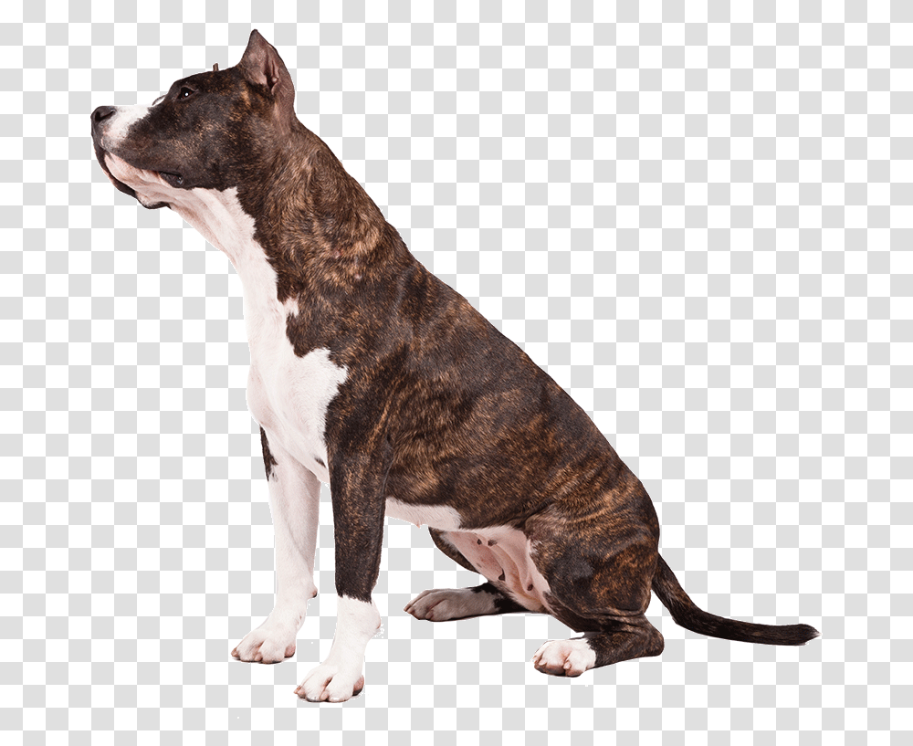 American Pit Bull Terrier, Bulldog, Pet, Canine, Animal Transparent Png