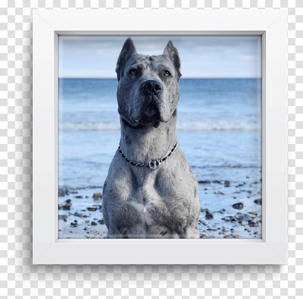 American Pit Bull Terrier, Dog, Pet, Canine, Animal Transparent Png