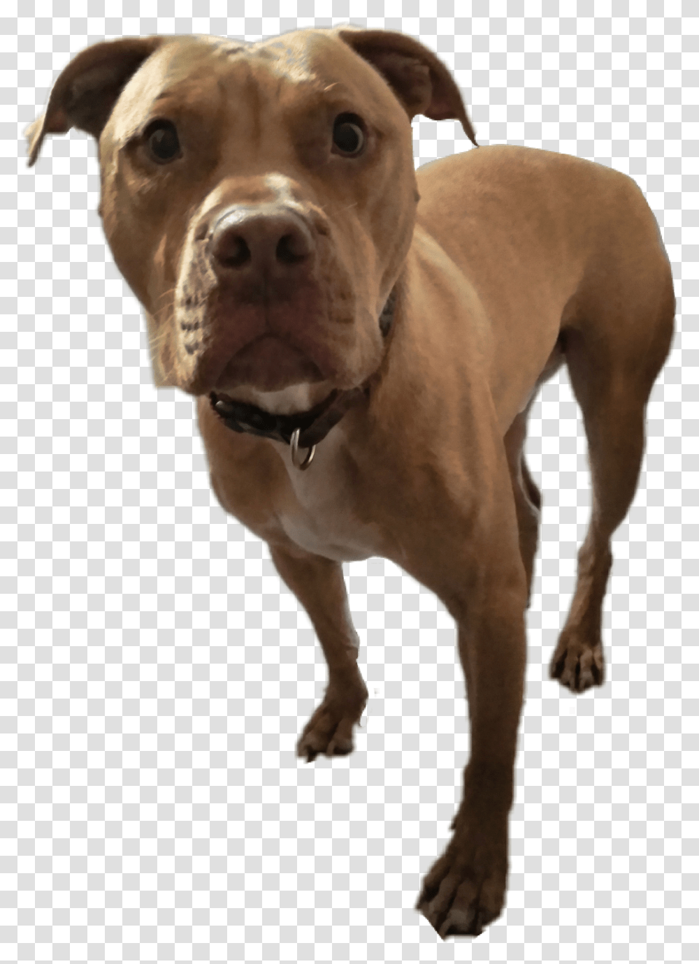 American Pit Bull Terrier Download American Pit Bull Terrier, Dog, Pet, Canine, Animal Transparent Png