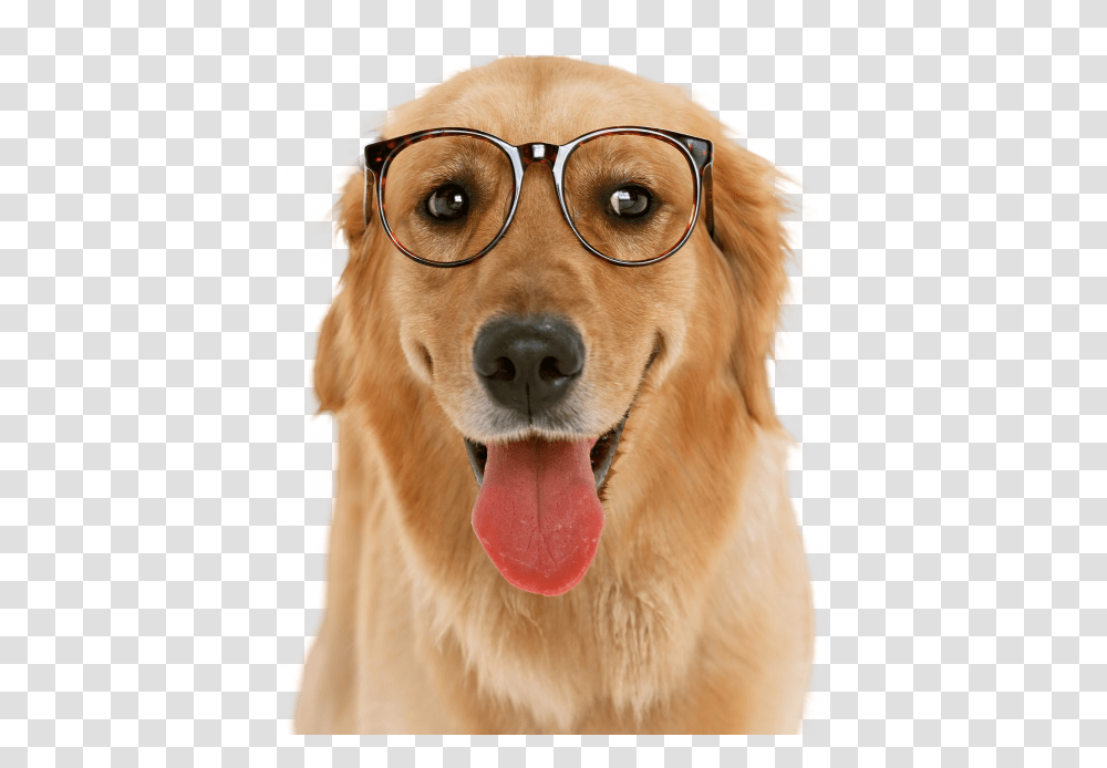American Pit Bull Terrier Golden Retriever, Dog, Pet, Canine, Animal Transparent Png