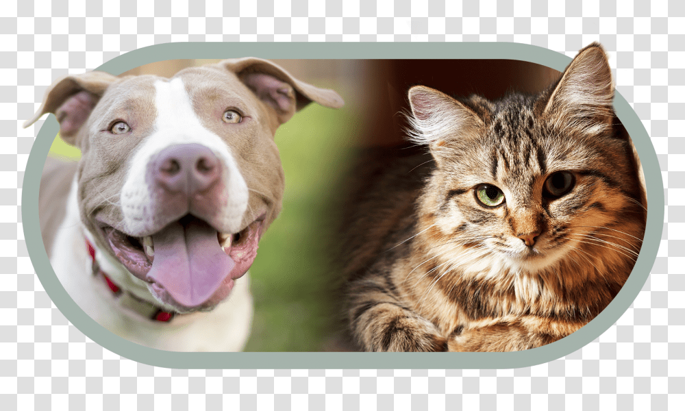 American Pitbull Terrier Smile, Cat, Pet, Mammal, Animal Transparent Png