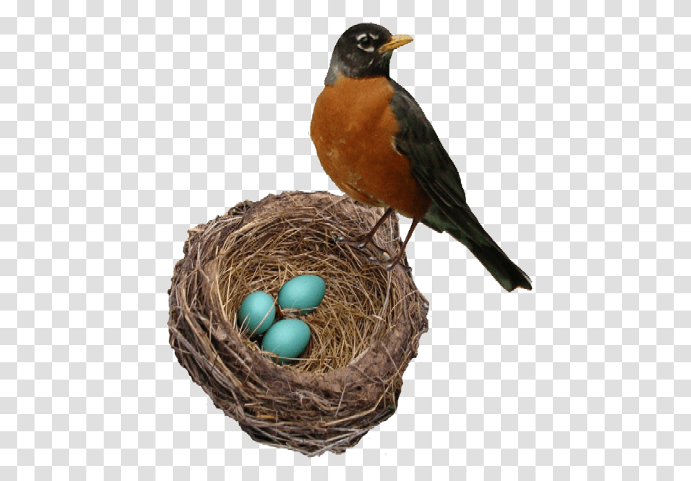 American Robin Picture Robin Bird And Eggs, Animal, Nest, Bird Nest Transparent Png