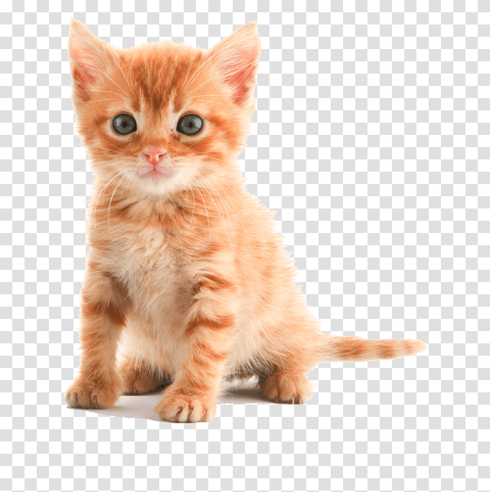 American Short Hair Cat Kitten, Pet, Mammal, Animal, Manx Transparent Png