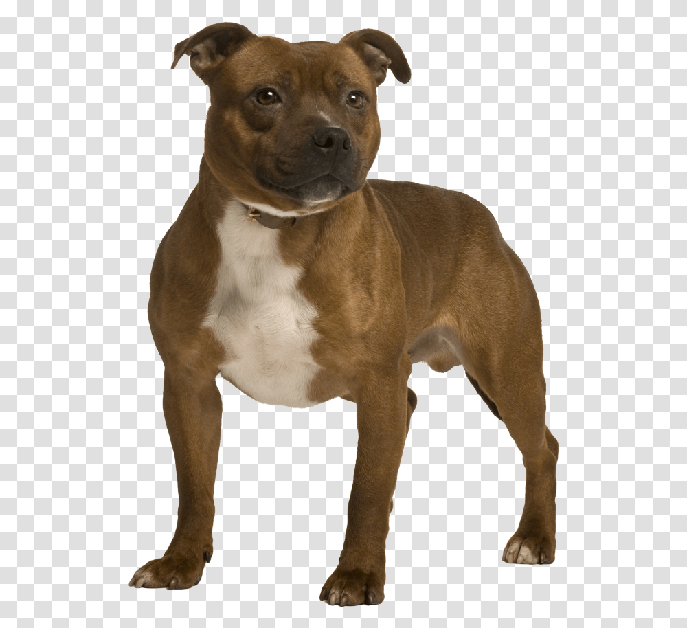 American Staffordshire Terrier, Dog, Pet, Canine, Animal Transparent Png