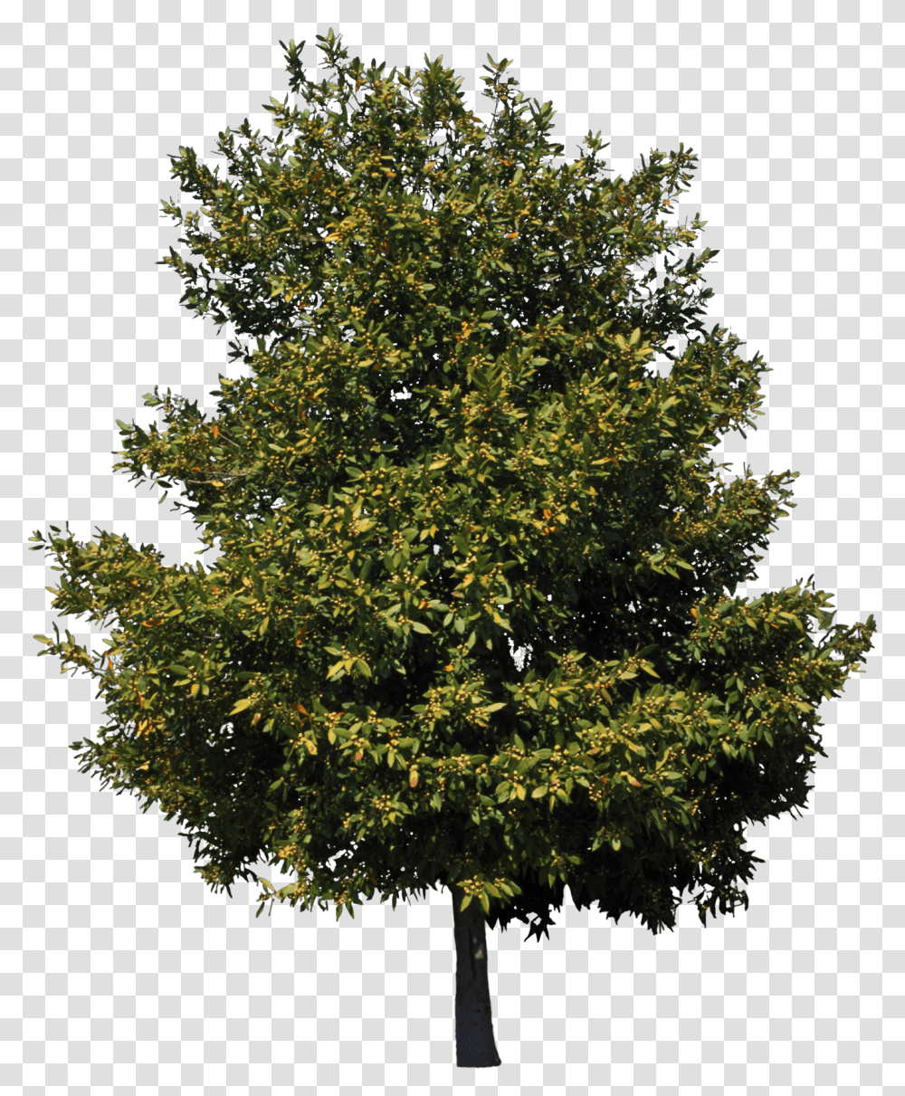 American Sycamore Tree Birch Cedar Clip Art American Sycamore Tree, Plant, Maple, Conifer, Fir Transparent Png