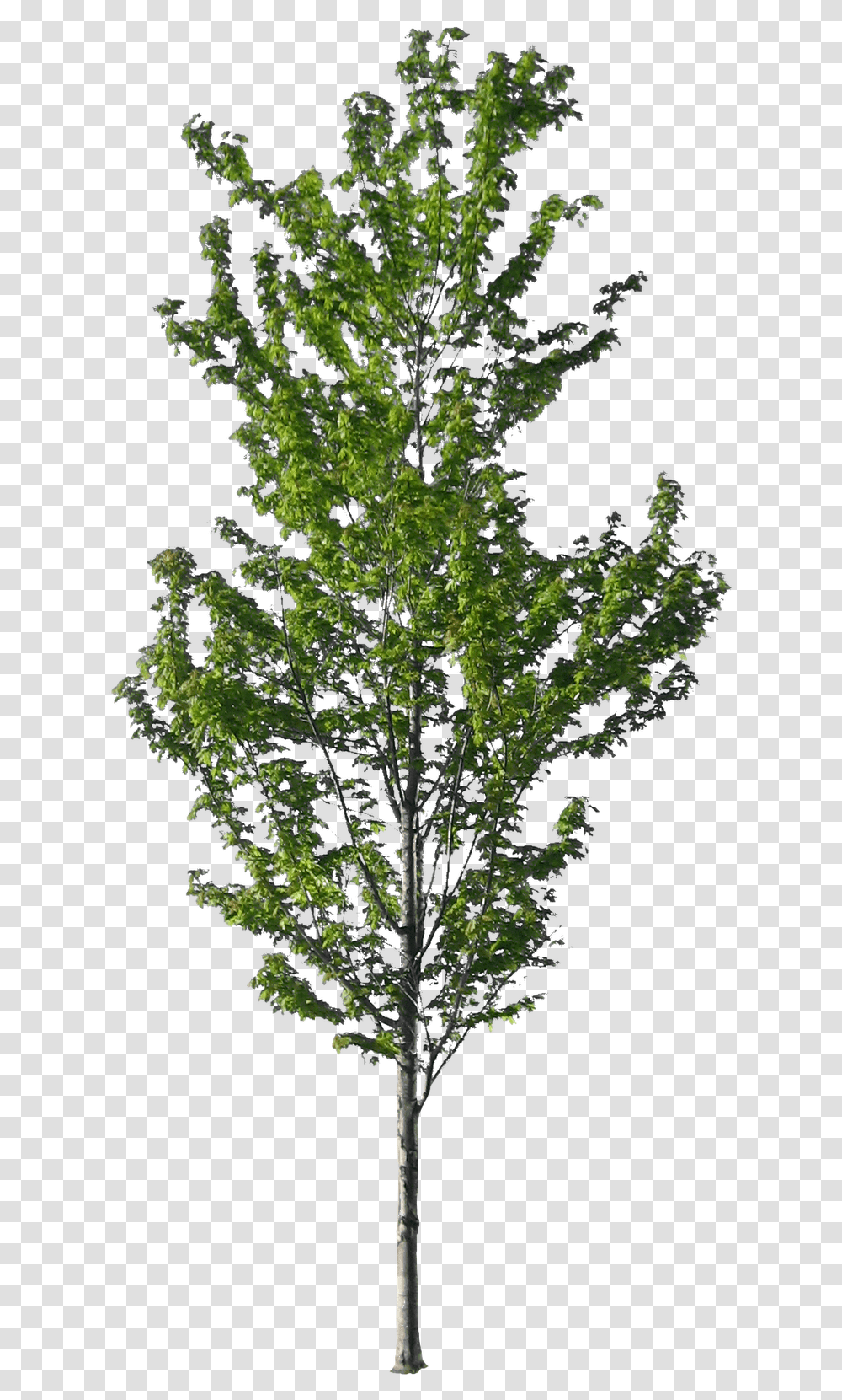 American Sycamore Tree Norway Spruce Sycamore Tree, Plant, Conifer, Bush, Vegetation Transparent Png