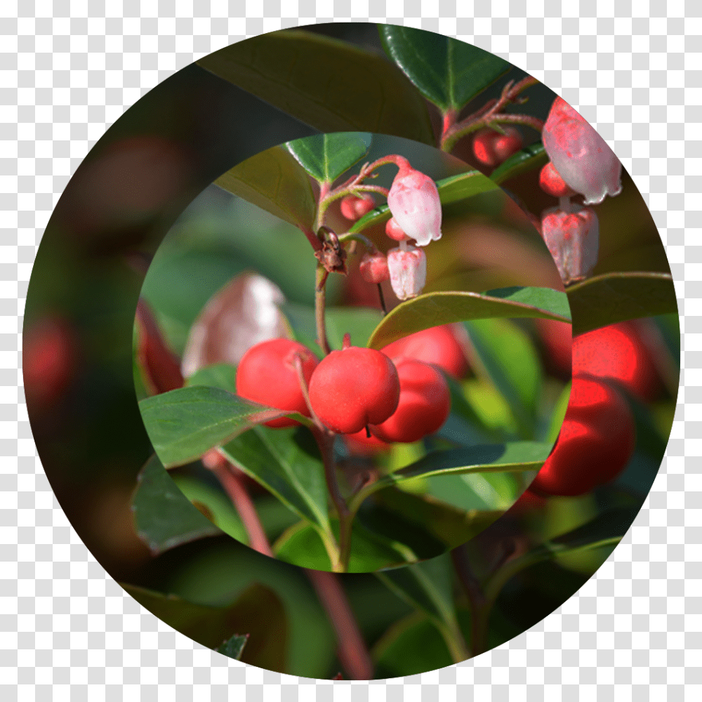 American Wintergreen, Plant, Flower, Blossom, Leaf Transparent Png