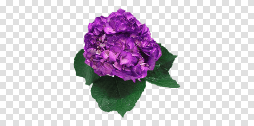 Amethyst Hydrangea Dark Purple Bunch - Terravera Artificial Flower, Plant, Blossom, Rose, Peony Transparent Png