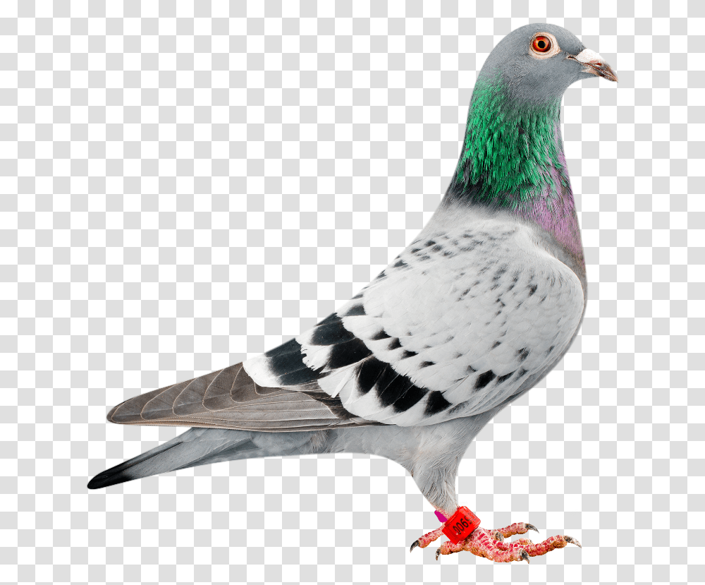 Amigo 900 Bred In Conjunction With Peter Van Der Merwe Most Expensive Dove In The World, Bird, Animal, Pigeon Transparent Png