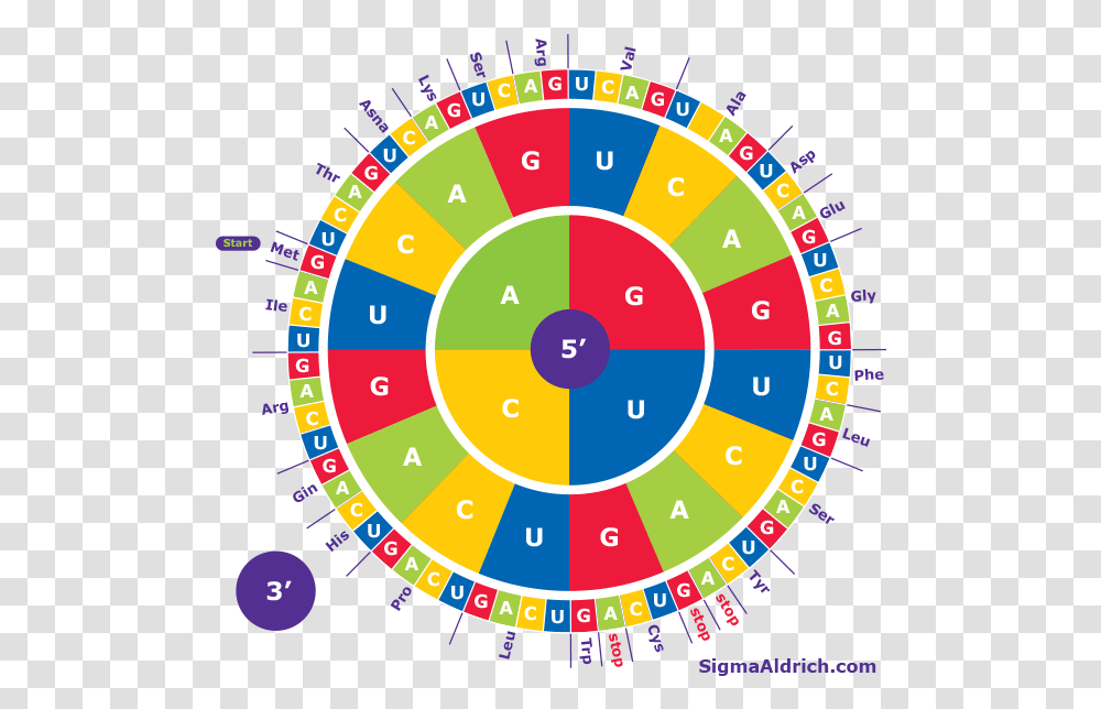 Amino Acid Codon Wheel Sigma Aldrich Codon Circle, Game, Text, Scoreboard, Jigsaw Puzzle Transparent Png